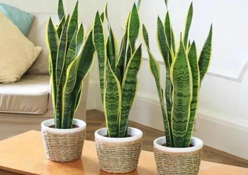 Dùng 3 thứ nước này tưới cho cây lưỡi hổ, chồi non mọc lên tua tủa, ra hoa trắng muốt