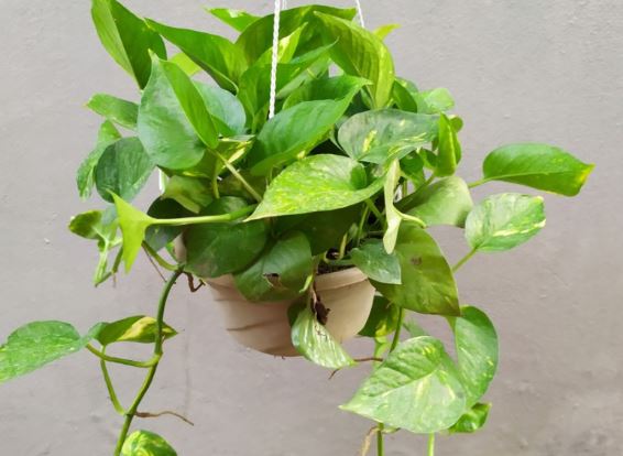 Trầu bà rất thích loại nước này, nửa tháng tưới một lần cây xanh mơn mởn, không sợ vàng lá