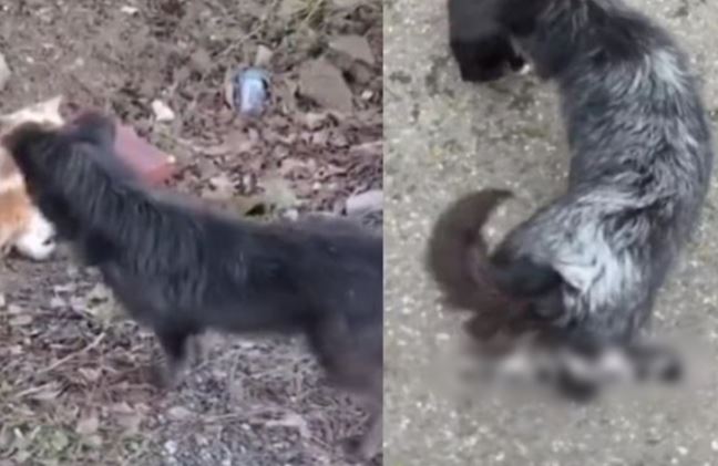 Chủ nhân đi viện 10 ngày, chó cưng lo lắng bạc hết lông