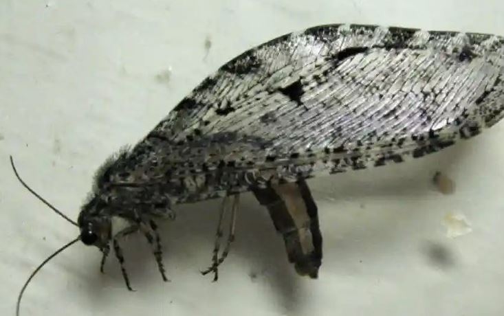 Côn trùng khổng lồ kỷ Jura được tìm thấy ở siêu thị Walmart