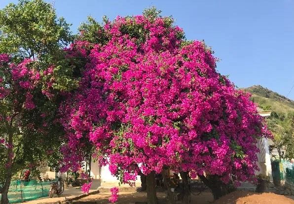 Chuyên gia chỉ 3 việc cần làm để hoa giấy nở rực rỡ quanh năm