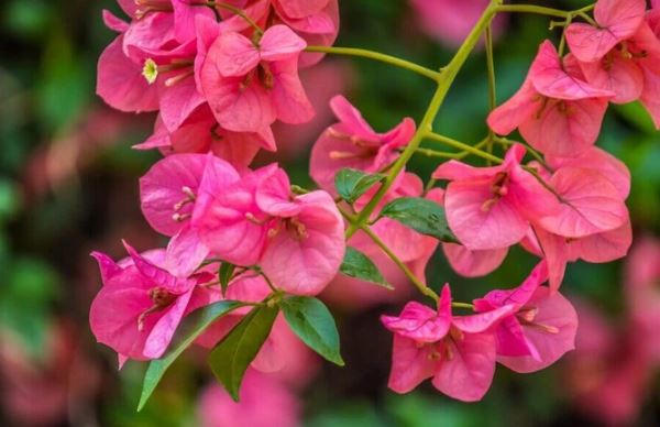 Hoa giấy không chỉ đẹp mà còn có nhiều công dụng đối với sức khoẻ