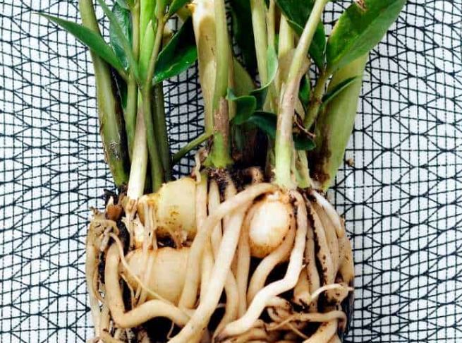 Dùng 2 loại nước này tưới cho cây kim tiền, chồi mới tranh nhau mọc, nhanh ra hoa