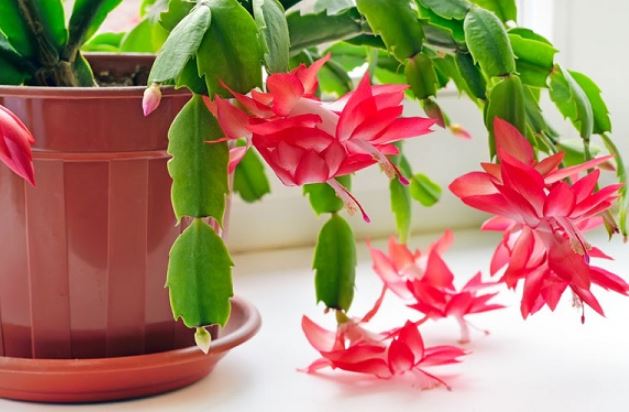 Lan càng cua thích nhất thứ nước này, tưới cho cây đều đặn là chồi mới mọc liên tục, hoa nở bung