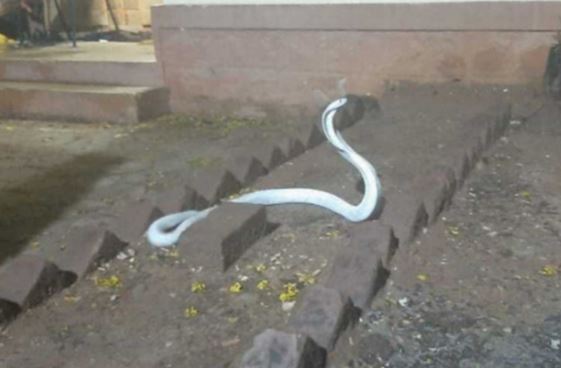 Rắn hổ mang trắng ‘thần thánh’ đột nhập nhà dân trong cơn mưa bão