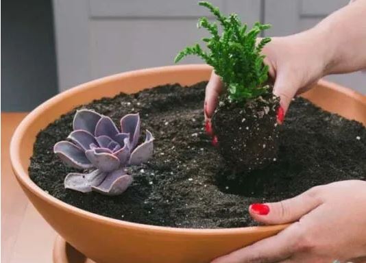 Trồng sen đá cứ làm đúng 3 việc này, chục năm cây không héo úa, lá lúc nào cũng căng mọng