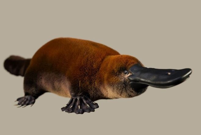 Hóa thạch họ hàng thú mỏ vịt cổ đại có thể lật lại lịch sử?