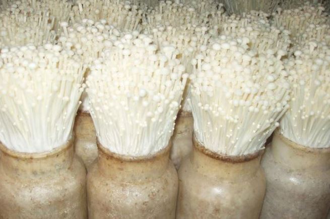 Cách trồng nấm kim châm tại nhà từ phần gốc: Rất đơn giản, ai cũng làm được