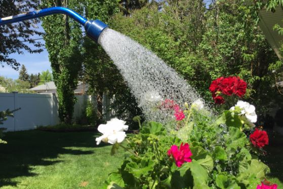 Đừng lấy nước máy tưới cho cây, dùng 4 loại nước ‘thần kỳ’ này để đất tơi xốp, cây lắm lộc nhiều hoa