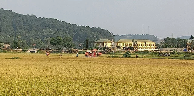 Người dân xã Nghi Tiến đang hăng hái thu hoạch lúa.