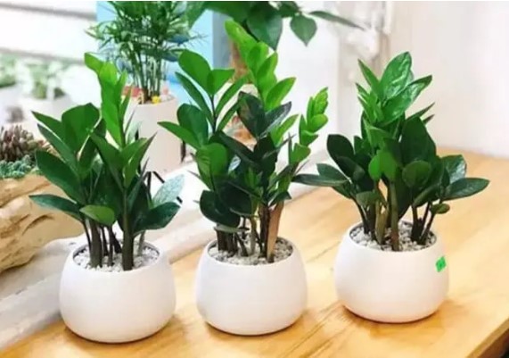 Cứ tiện tay đặt cây kim tiền ở 3 vị trí này: Bảo sao cây héo úa tài lộc chẳng thấy đâu?