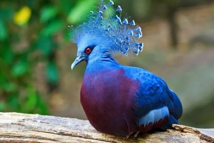 Hình ảnh về những loài động vật sở hữu bộ lông kỳ lạ nhất thế giới 