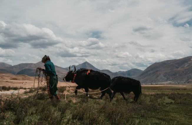 Vì sao người xưa dặn:''Con rể không cày ruộng bố vợ, con gái không tảo mộ nhà mẹ đẻ trong lễ Thanh minh?''