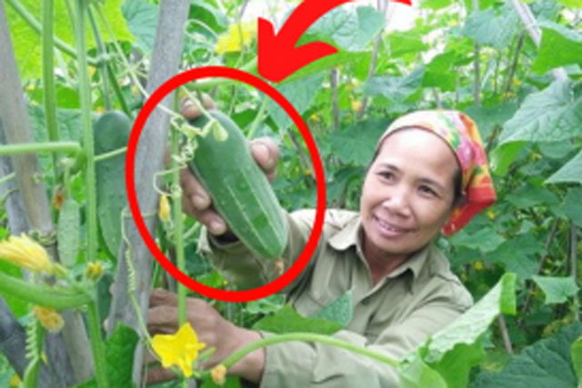 Mua dưa chuột người thích quả thẳng người lại muốn quả cong, người trồng nói: Có 1 điểm này là ngon nhất