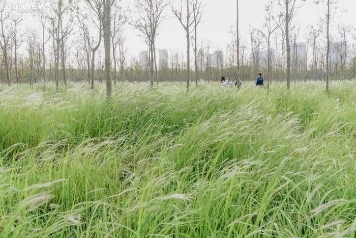 Giới trẻ Hà thành thích thú check-in tại đồng cỏ tranh thơ mộng 