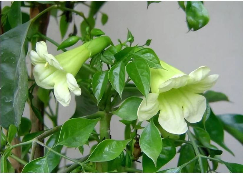 Tổ Tiên dạy bảo: '5 loại cây nở hoa ra tài lộc, vào nhà ai nhà đó giàu no nê', đó là cây gì?