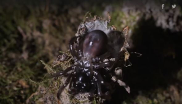 Nhện Atypoides riversi xây tháp pháo để rình bắt mồi