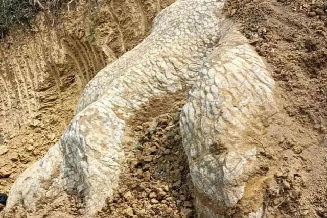 'Hóa thạch rồng' xuất hiện ở Hồ Nam?