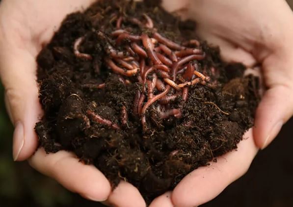 3 thứ màu đen thích hợp làm phân bón cây trồng giúp cây đơm hoa tua tủa