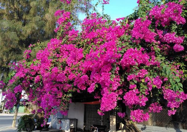 Trời trở lạnh, muốn hoa giấy ra hoa cần làm ngay việc này: Vài tuần sau là hoa mọc tua tủa