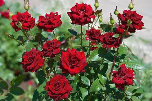 Hoa hồng toàn lá ít ra hoa: Làm 3 việc này để bông to như cái bát, nở bung rực rỡ quanh năm