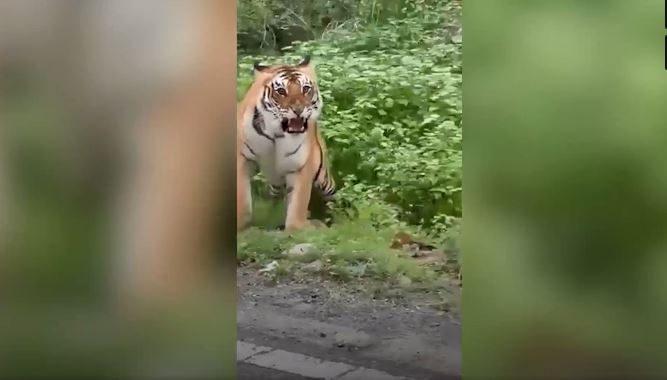 Ấn Độ: Hổ dữ lao ra gầm gừ, định tấn công nhóm du khách