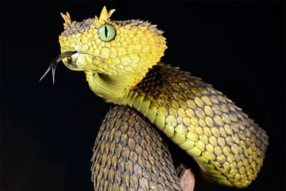 Hình ảnh kì lạ về loài rắn có đôi mắt to nhất thế giới - Ảnh 3.