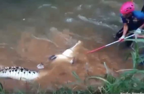 Video: Thu phục cá sấu khủng lang thang gần nhà dân