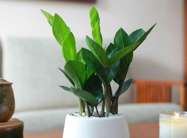 Trồng kim tiền nhớ làm việc này, cây nhanh đâm chồi nảy lộc, lá quanh năm xanh mướt