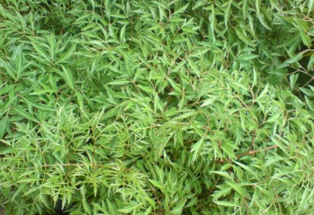 Tác hại của cây đinh lăng ít người biết