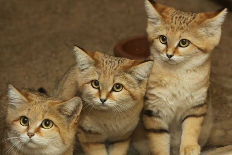 Ngắm nét đáng yêu của loài mèo sống ở sa mạc