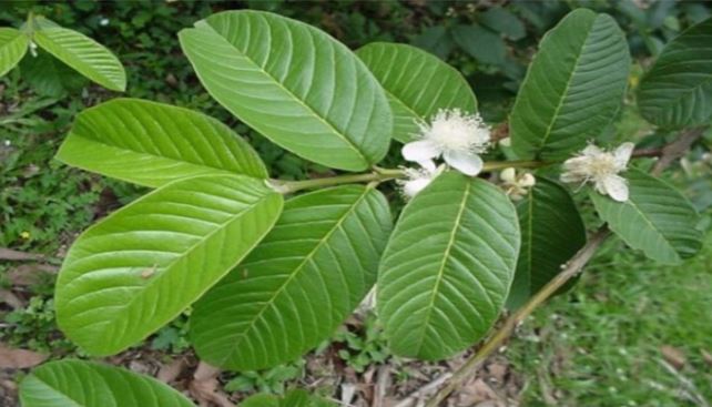 Tác dụng của lá ổi tươi đối với sức khỏe