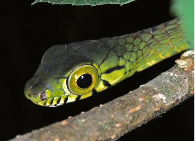 Hình ảnh kì lạ về loài rắn có đôi mắt to nhất thế giới