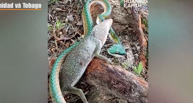 VIDEO: Bất ngờ cuộc quyết chiến giữa rắn và thằn lằn