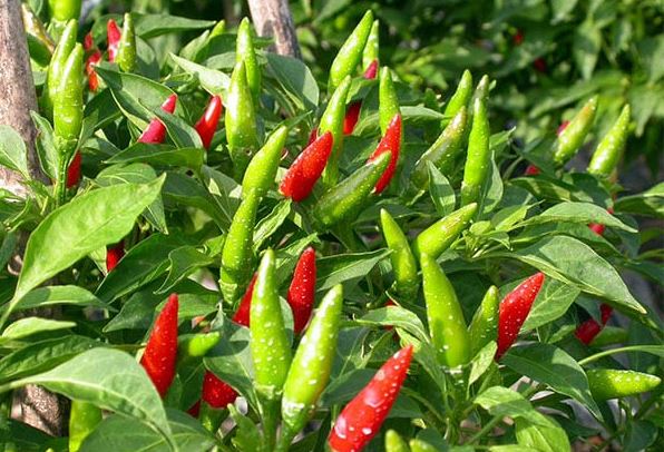 Trồng ớt muốn ra nhiều quả, trồng một cây ăn quanh năm, nhất định phải làm việc này