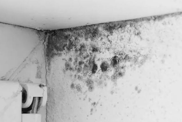 Trời mưa nồm ẩm làm tường nhà bị mốc: Dùng ngay cách này để làm sạch hiệu quả, ít tốn kém