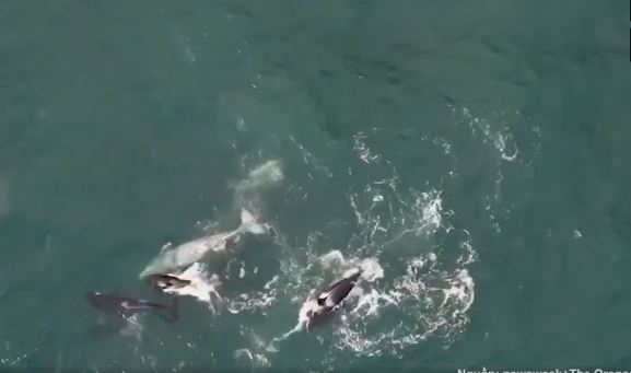 Cá voi mẹ tuyệt vọng cứu con khỏi cuộc tấn công của cá voi sát thủ