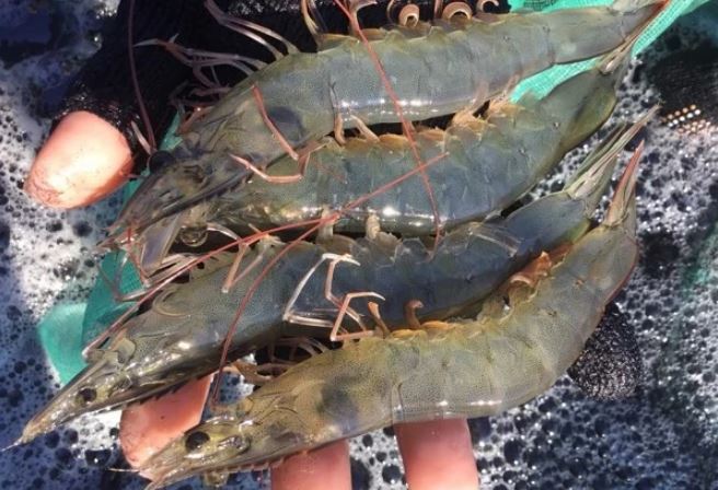 Chọn tôm cứ nhìn vào điểm này trên vỏ, đảm bảo 10 con tươi ngon cả 10