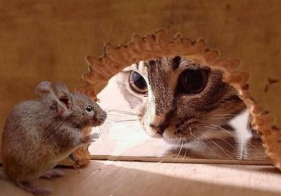 Chuột chạy rầm rầm trên trần nhà: Làm ngay cách này để đuổi sạch lũ chuột, hiệu quả mà không tốn kém