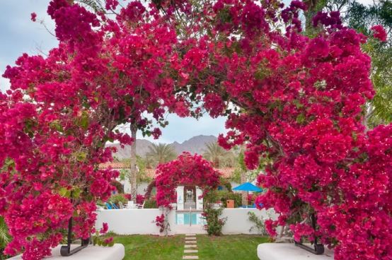 Bón thứ này vào gốc cây hoa giấy: Tán cây lớn ‘nhanh như thổi’, hoa nở rực rỡ quanh năm