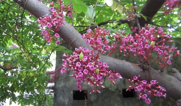 Hoa khế có tác dụng gì?