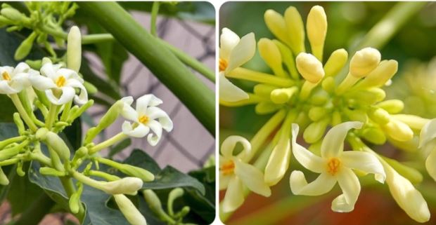 7 tác dụng của hoa đu đủ đực ít người biết