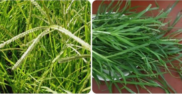 Cỏ mần trầu: Vị thuốc đẹp da, bổ máu núp bóng cỏ dại