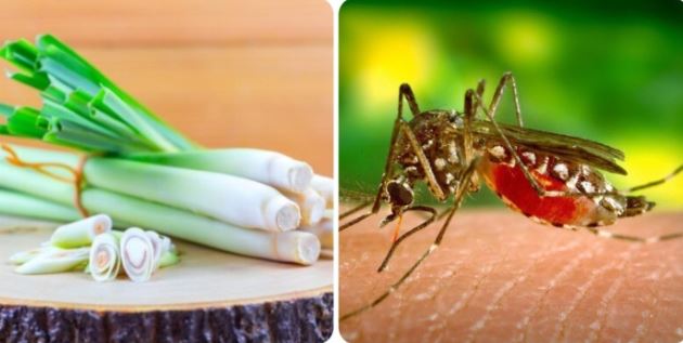 5 cách đuổi muỗi tự nhiên tại nhà hiệu quả