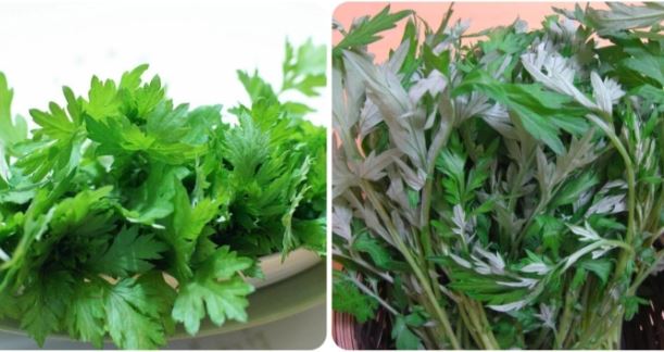 Tác dụng của lá ngải cứu đối với phụ nữ