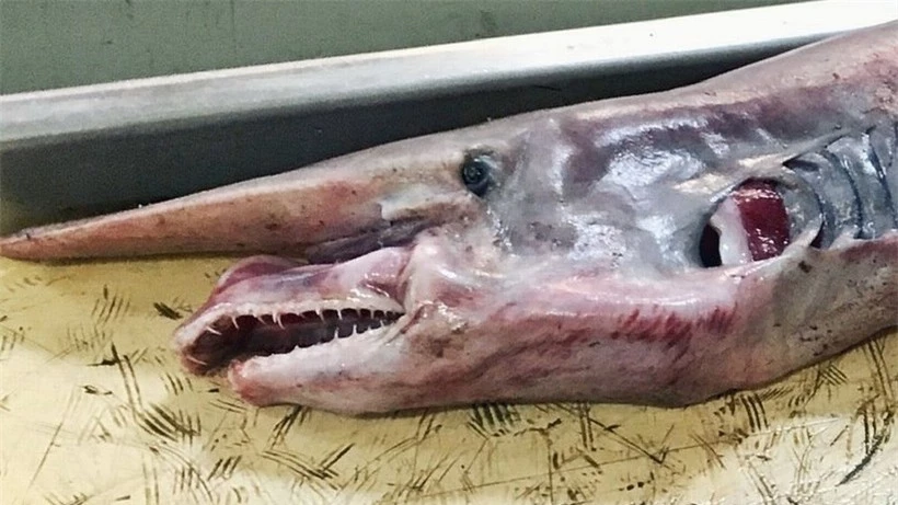 Cá mập yêu tinh quý hiếm thời tiền sử hơn 200kg mới được tìm thấy ảnh 1