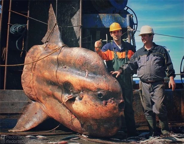 Cá mập yêu tinh quý hiếm thời tiền sử hơn 200kg mới được tìm thấy ảnh 4