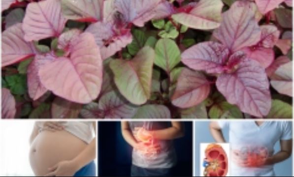 Ai không nên ăn rau dền?