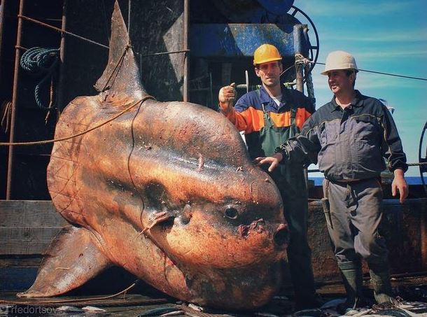 Cá mập yêu tinh quý hiếm thời tiền sử hơn 200kg mới được tìm thấy