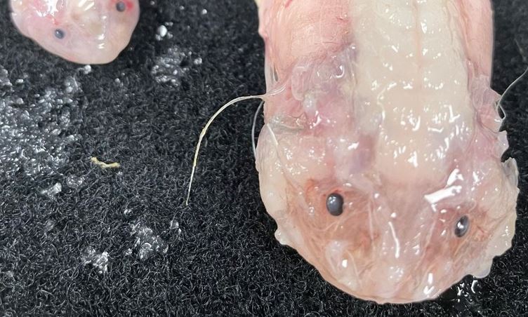 Phát hiện loài cá ở độ sâu chưa từng thấy